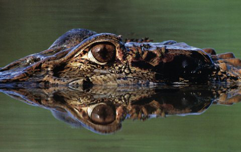 Frans Lanting croc