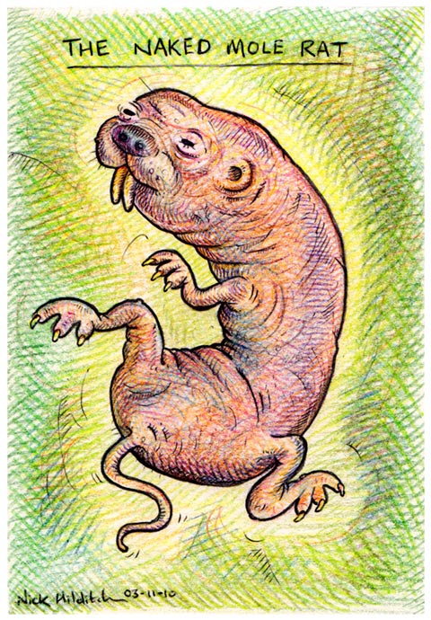 mole rat by Nick Hilditch