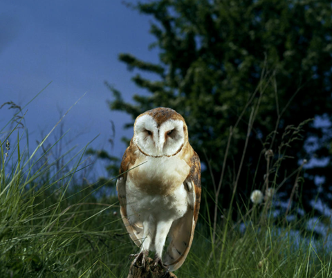 Gabrielle Brooks Animalia owl