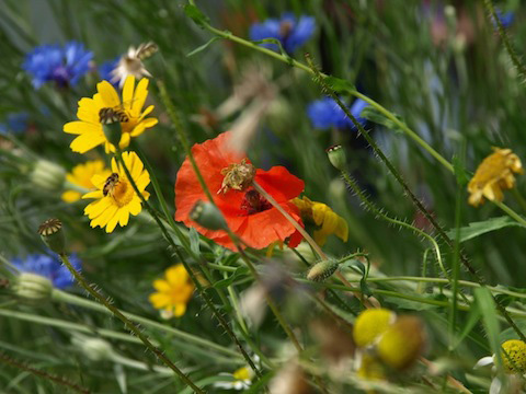 River of Flowers