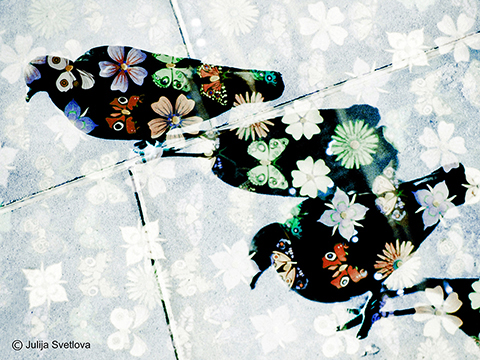 Julija Svetlova Pigeons