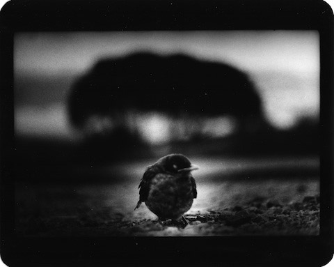 Giacomo Brunelli Bird Giacomo Brunelli Bird
