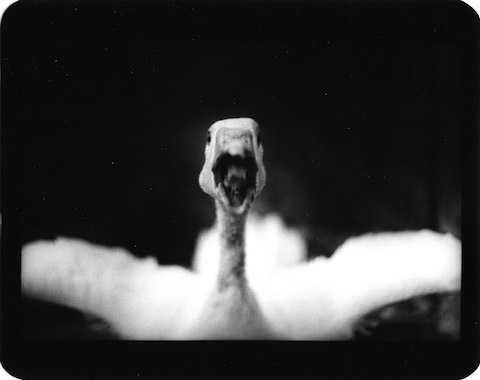Giacomo Brunelli Untitled_Angry Duck Giacomo Brunelli Untitled_Angry Duck