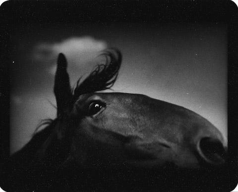 Giacomo Brunelli Untitled_Horse Could Giacomo Brunelli Untitled_Horse Could