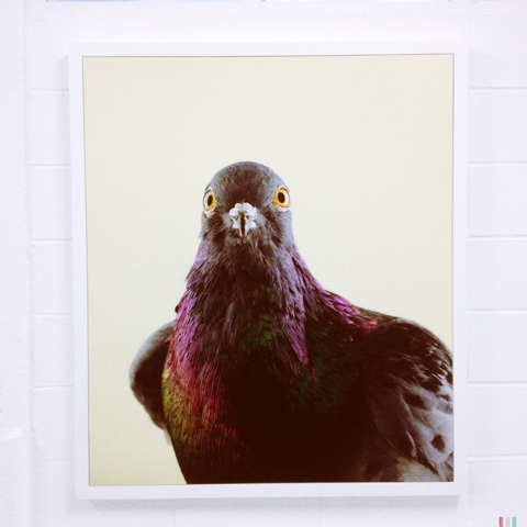Free Range photography 2014-Nicoline Vormedal Sandwith pigeon